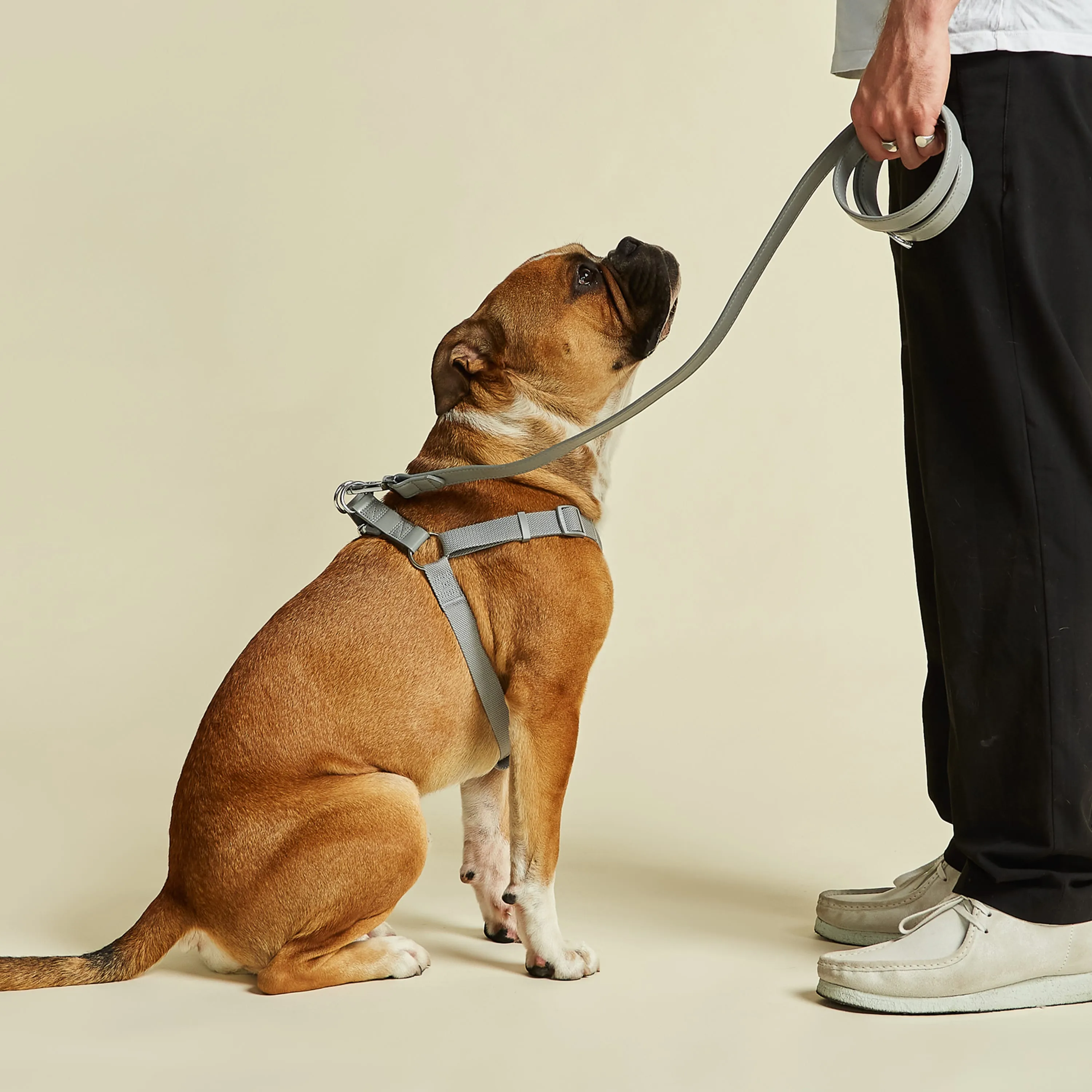 Ash Grey Dog Harness