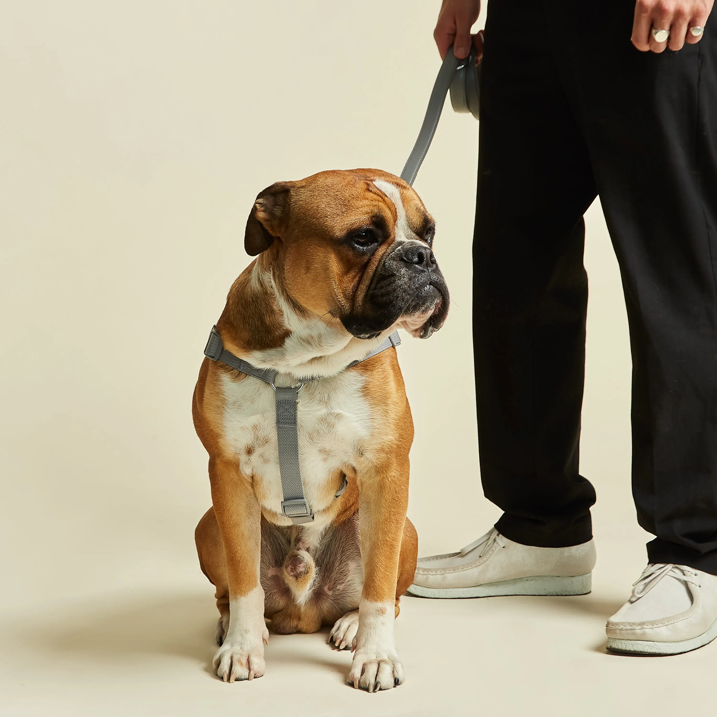 Ash Grey Dog Harness