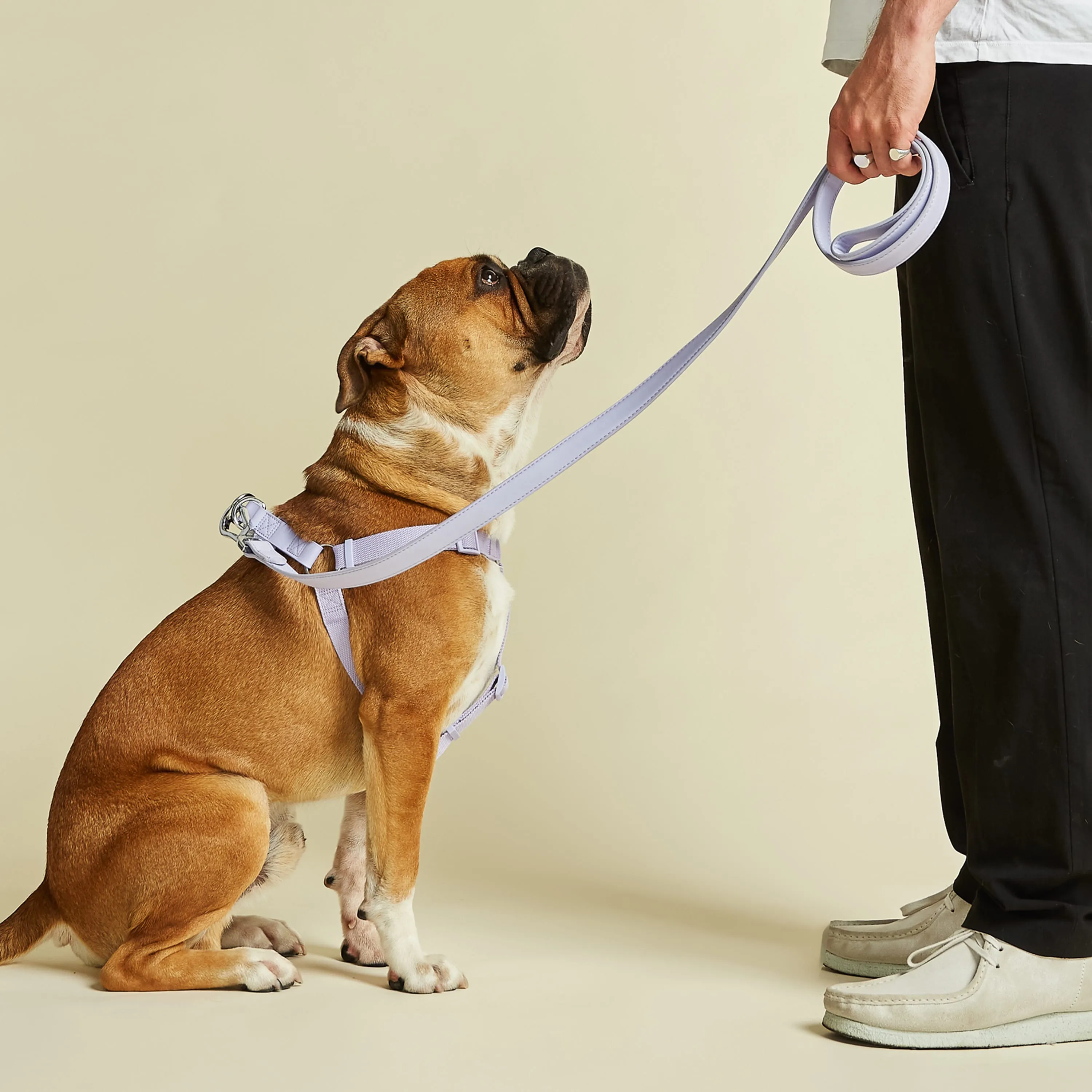 Fresh Lilac Dog Harness