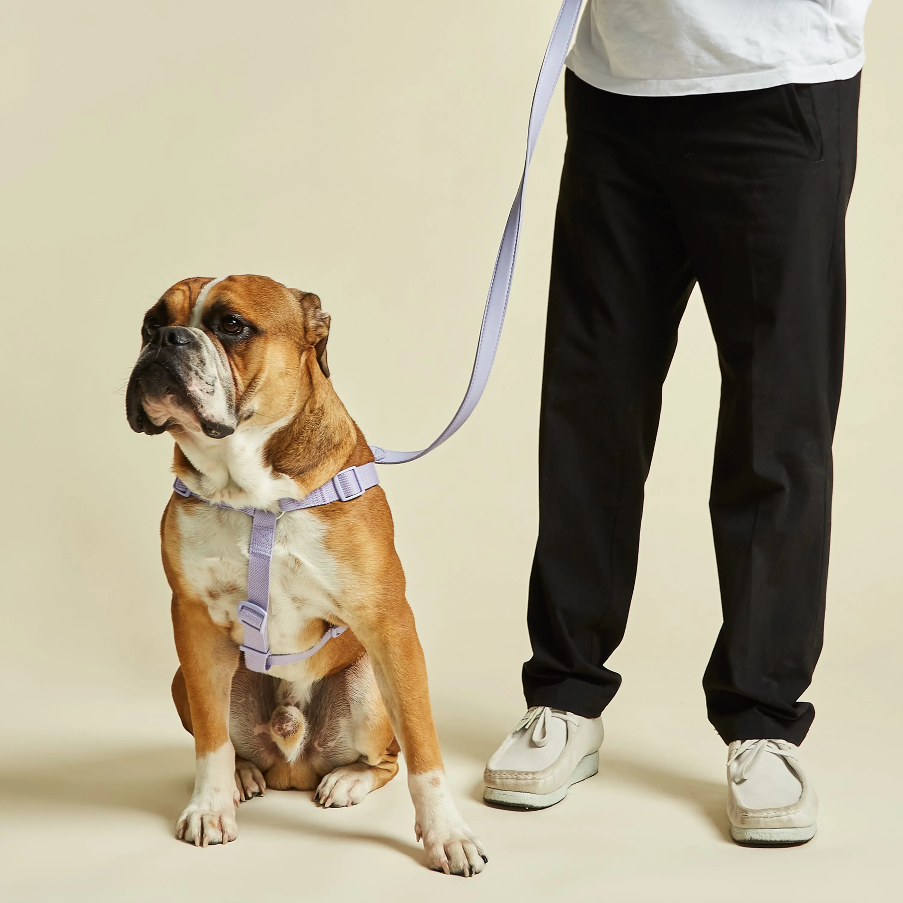 Fresh Lilac Dog Harness