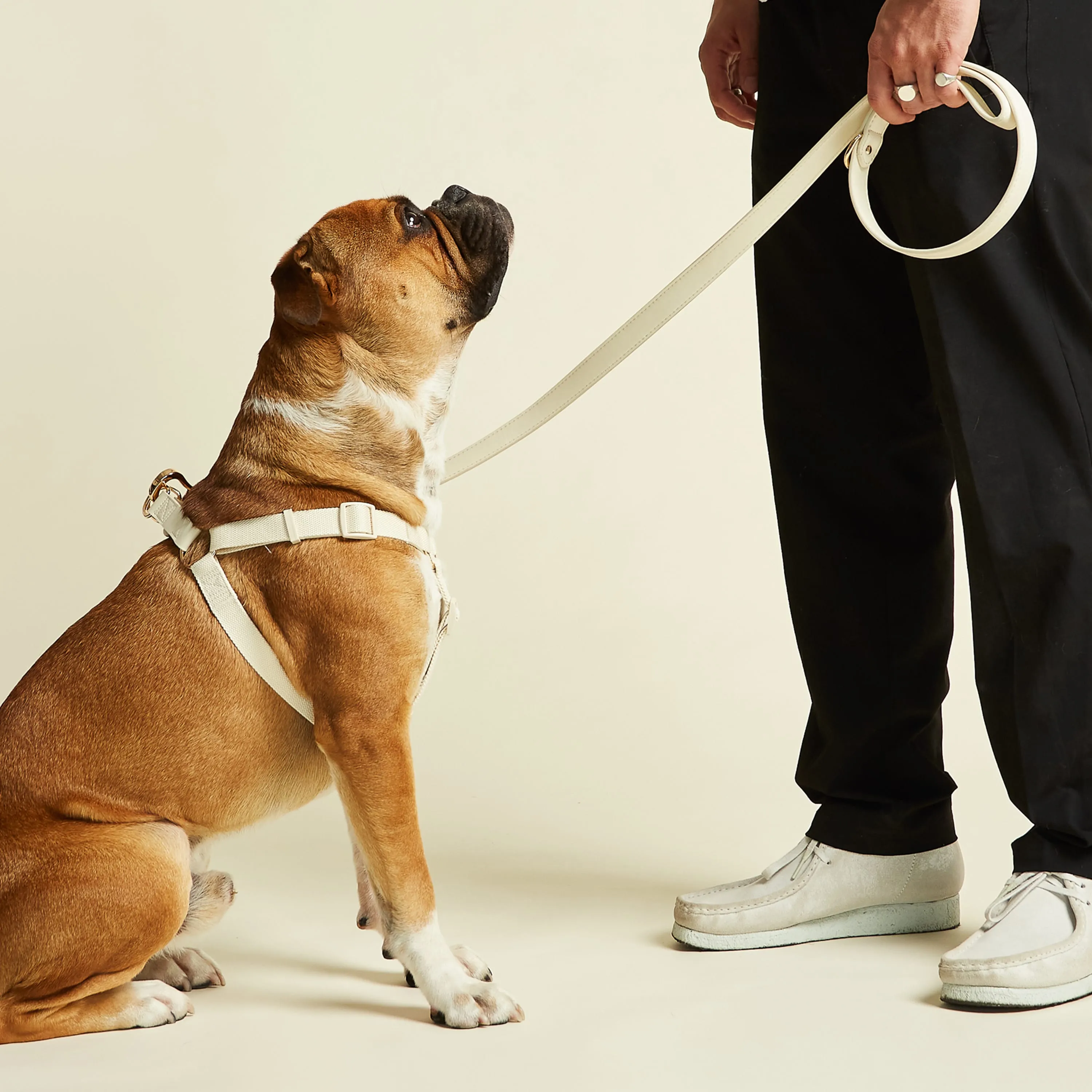 Ivory Off White Dog Harness