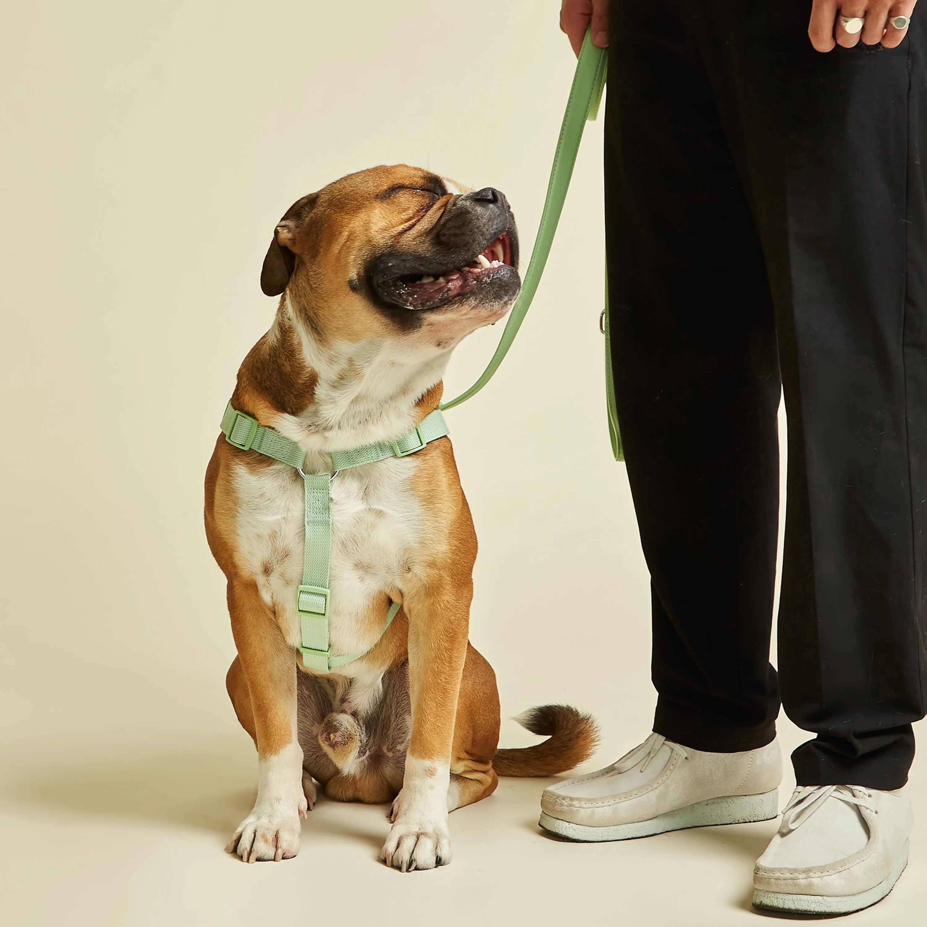 Lush Green Dog Harness