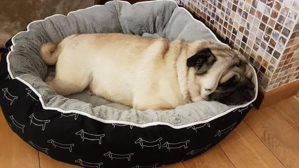 Memory Foam Dog Bed in S/M/L