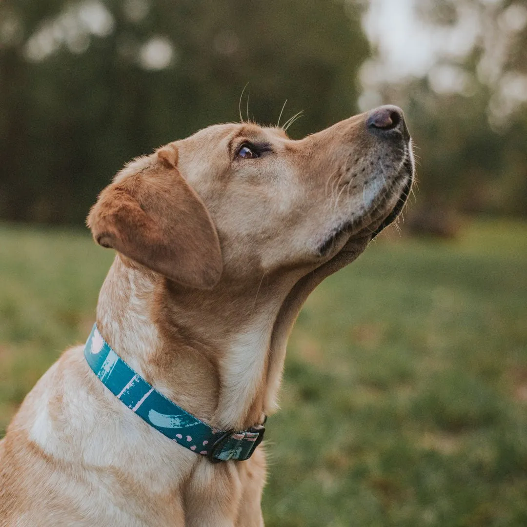 Nova Collar